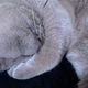 Image for article titled I Adore Him; He Tolerates Me: The Blessing of My Emotionally Unavailable Cat